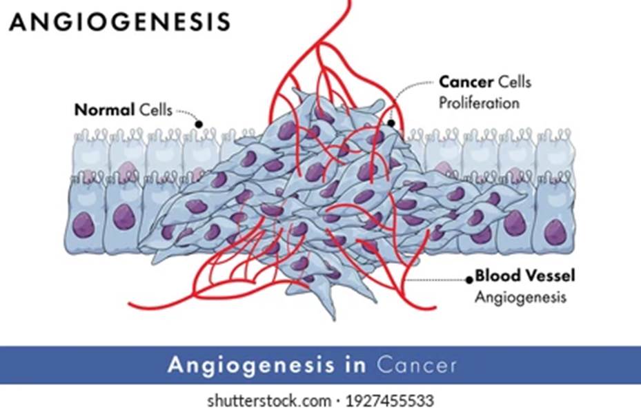 Peran Asam Ferulat dalam Aktivitas Angiogenesis (Drug Development-RG)